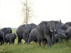 Gorongosa elephants get treatment for post-traumatic stress syndrome.